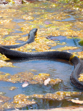 El significado de soñar con serpientes en el agua: fuerza y renovación