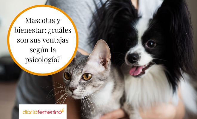 Salud mental y mascotas: ¿cuáles son sus beneficios?