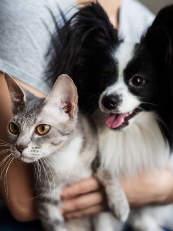Grandes beneficios de tener una mascota para tu salud mental y emocional