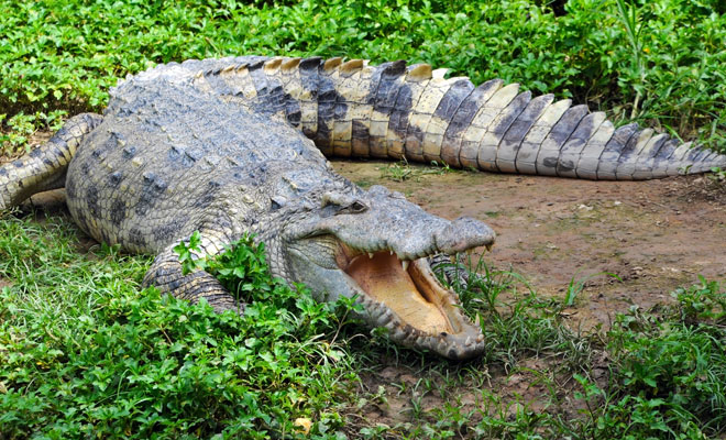 Soñar que un cocodrilo te persigue: aléjate del peligro