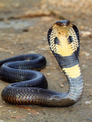 El significado de soñar con una cobra: ¿aterradores o buenos augurios?