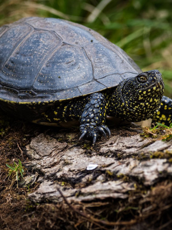 Significado de soñar con galápagos: sigue tu camino hacia el éxito