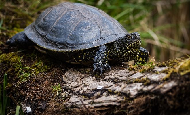 El significado de soñar con galápagos