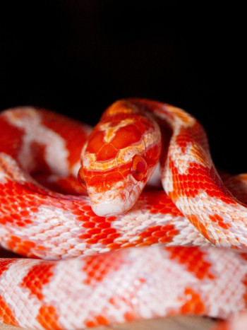 Soñar con serpientes rojas: significado positivo y negativo de tu sueño