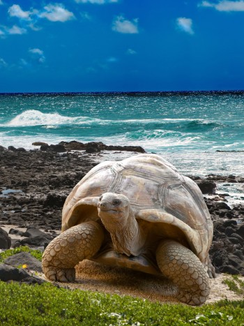 Soñar con tortugas que muerden: tu imagen ante los demás