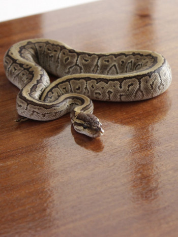 ¿El significado de soñar con serpientes en casa es bueno o malo?