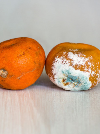 Significado de soñar con comida caducada: necesitas pasar página