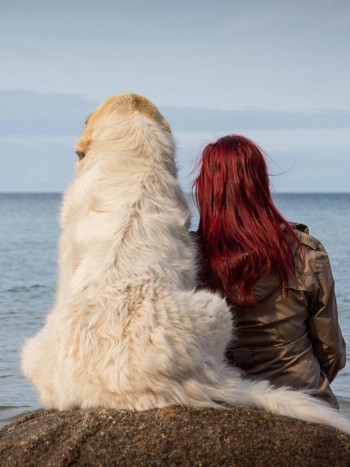 ¿Es obligatorio el seguro para perros en España? Lo que dice la nueva ley