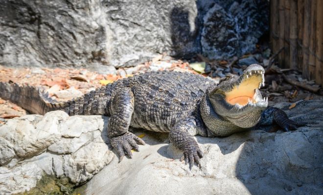¿De qué trata la leyenda colombiana del Hombre Caimán?