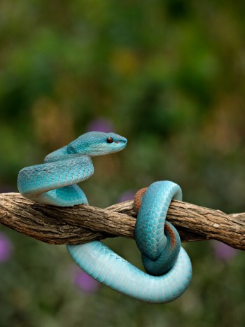 Los significados más frecuentes de soñar con culebras: puro poder