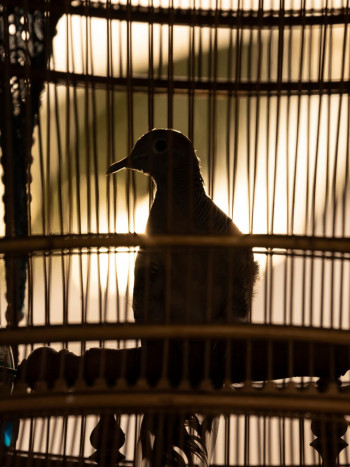 Significado de soñar con querer atrapar un pájaro: deseos de libertad