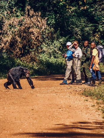 La leyenda africana del castigo de los monos que te dejará sin habla
