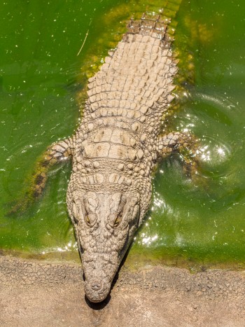 Soñar que un cocodrilo te persigue: aléjate del peligro
