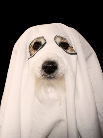 ¿Qué significa soñar con animales muertos? Interpretación de tu sueño