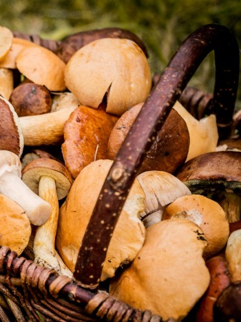 Micofobia o miedo a las setas: cuando los hongos producen pavor