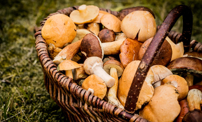 ¿Te dan miedo las setas?