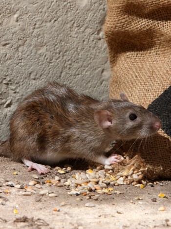 Soñar que hay ratas por todos lados: recupera la tranquilidad