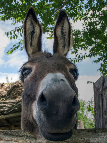 La Mula Herrada: leyenda colombiana que muestra la lealtad de un animal