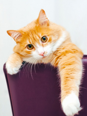 Soñar con gatos: TODOS los significados de los sueños con felinos