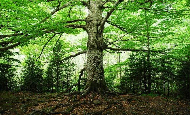 Frases sobre la naturaleza y los animales de Sigmund Freud