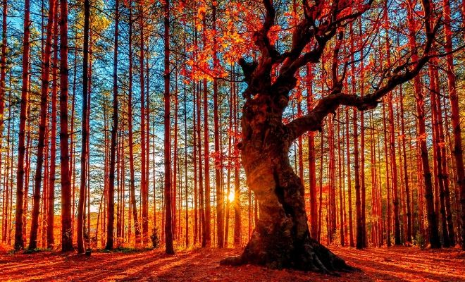 Preciosa frase de otoño