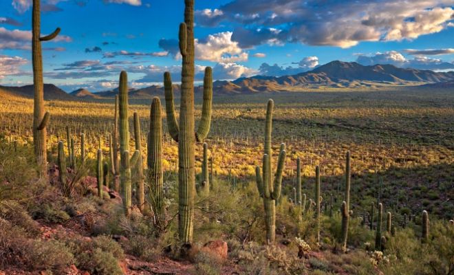 ¿Qué significa la expresión mexicana Wey?