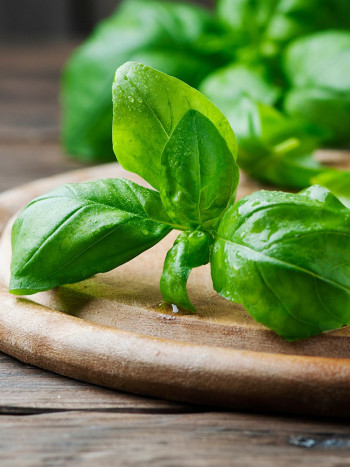 Conservar albahaca: las 4 formas más adecuadas de mantenerla fresca