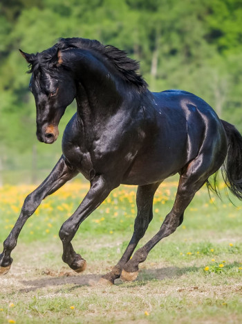 Soñar con un caballo desbocado: enfrenta tus miedos