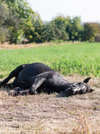 El alarmante significado de soñar con un caballo herido o enfermo