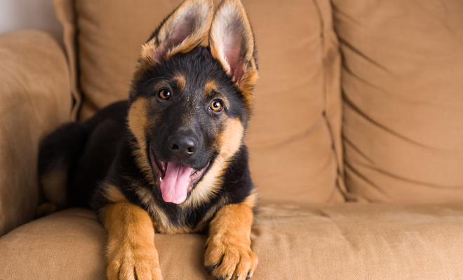 Toma nota de los nombres más bonitos para tu mascota
