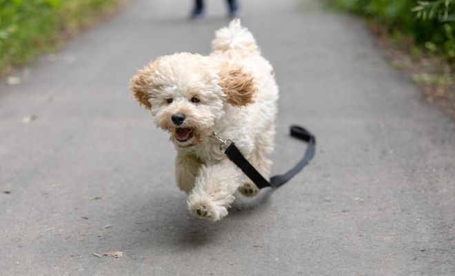 Significado de soñar con un caniche