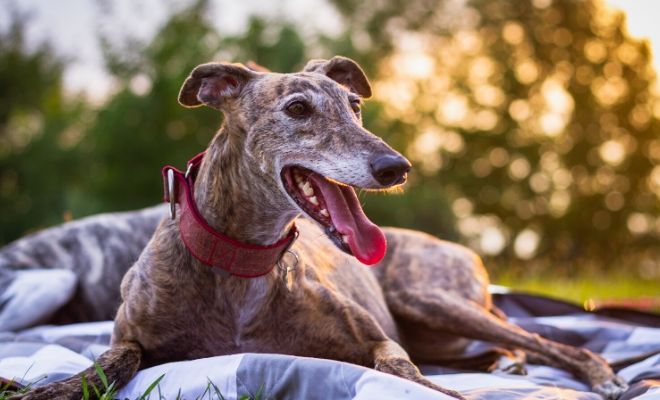 Qué significado tiene soñar con galgos