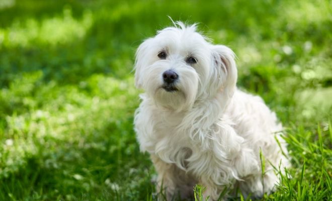 Interpretación de soñar con un bichón maltés