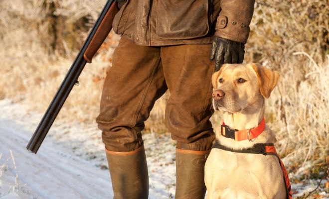 Significado de soñar con perros de caza