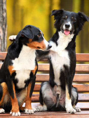 Significado de soñar con perros según raza (o color): galgos, yorkshire…