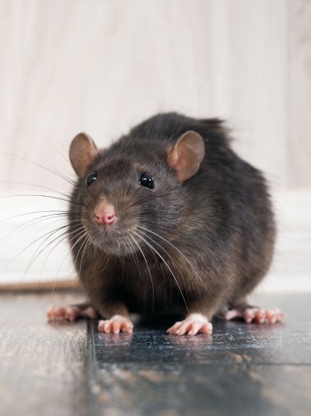 El significado de soñar que entra una rata en casa