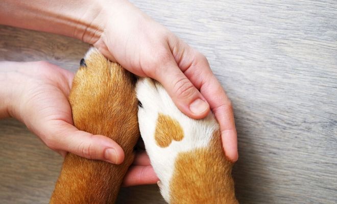 Significado de soñar con perros según su raza