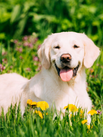 Soñar con perros: significado de los sueños con animales