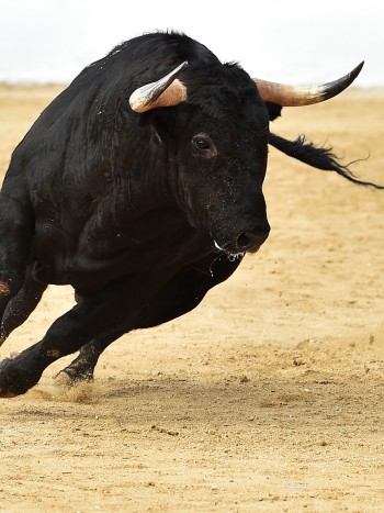 Significado de los sueños: la fuerza de soñar con toros