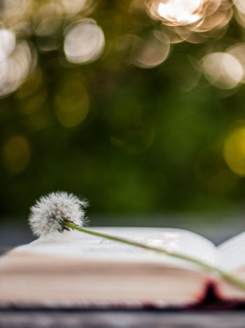 Más de 100 proverbios populares y sabios de diferentes culturas y países