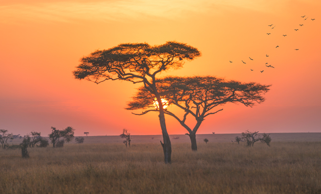 Proverbios más populares de la cultura africana