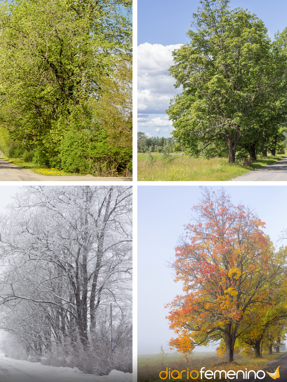 Поры года в польше. Пейзаж в Разное время года. Поры года картинки. Дерево в разные времена года.