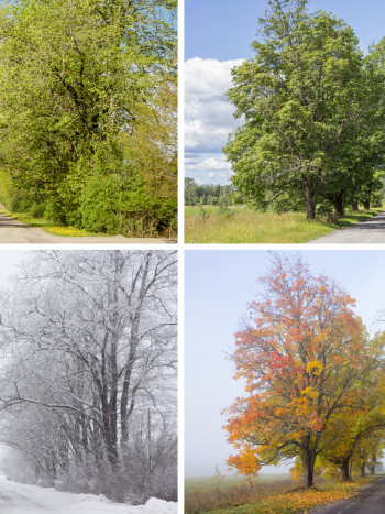 Frases bonitas de las estaciones del año: citas para reflexionar
