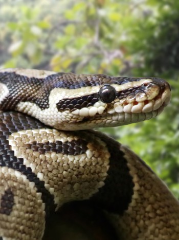 Empodérate al soñar con serpientes gigantes