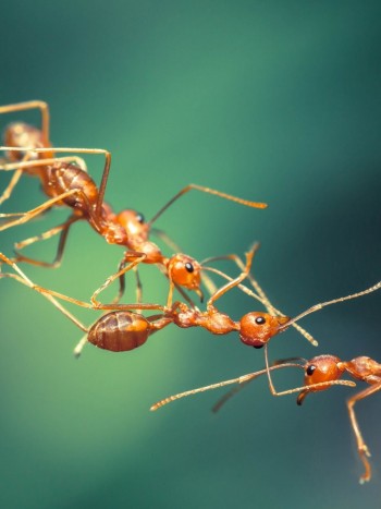 Significado de soñar con hormigas rojas: ¿irritación o pasión?
