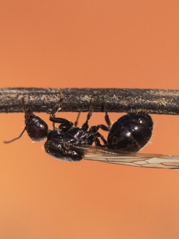Soñar con hormigas voladoras: una gran oportunidad para oxigenarte