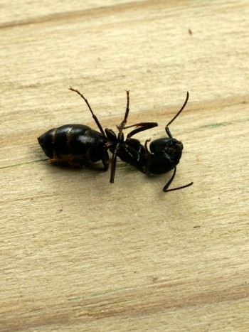 El significado de soñar con hormigas muertas: es hora de descansar