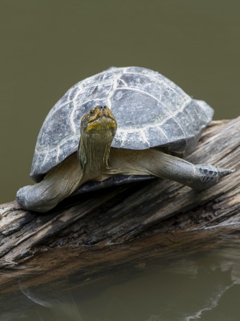Soñar con una tortuga muerta: se acaba un ciclo