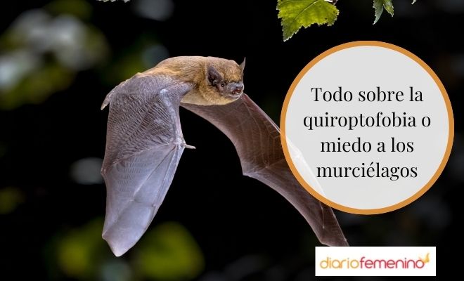 Quiroptofobia o miedo a los murciélagos