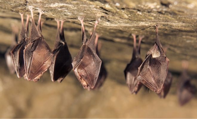 Causas y síntomas de la quiroptofobia